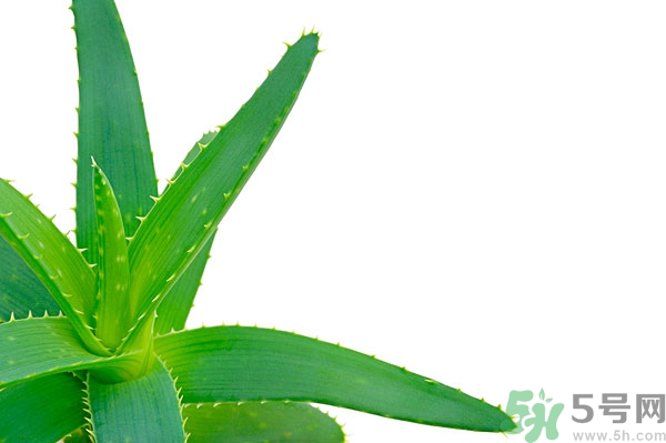 蘆薈能去斑嗎？蘆薈膠會使皮膚變黑嗎？