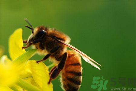 被蜜蜂蟄了怎么辦？被蜜蜂蟄了如何處理？