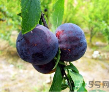 孕婦可以吃黑布林嗎？孕婦吃黑布林的好處？