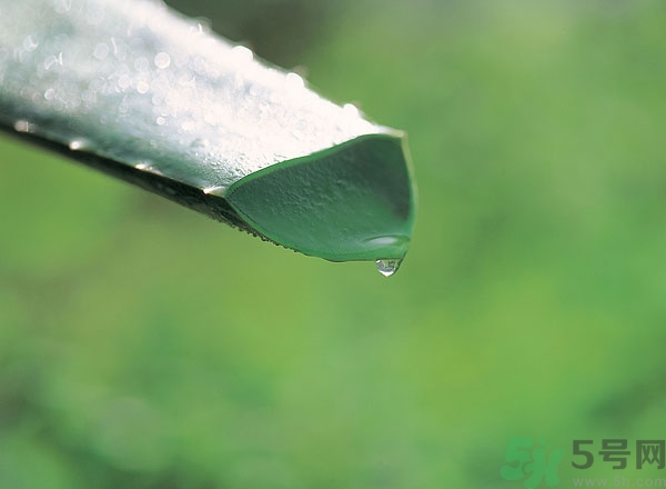 蘆薈能治痱子嗎？長痱子用什么藥？