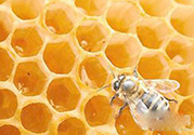 蜂膠什么時(shí)候吃最好？蜂膠吃多久才有效？