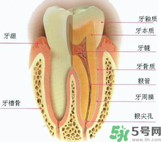 牙齒根管治療多少錢？根管治療一顆要多少錢？