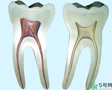 牙齒根管治療多少錢？根管治療一顆要多少錢？