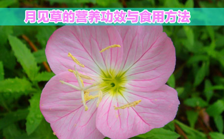 月見草膠囊感冒能吃嗎？感冒能吃月見草膠囊嗎？