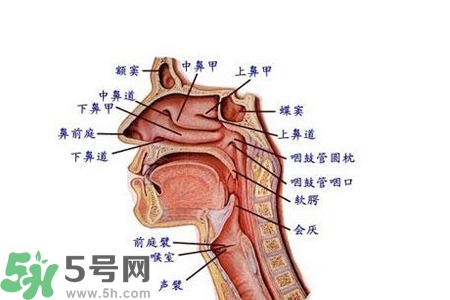 慢性咽炎的發(fā)病因素？慢性咽炎的并發(fā)癥有哪些？