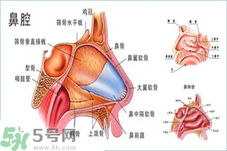 鼻竇炎的護理措施？鼻竇炎的飲食護理？