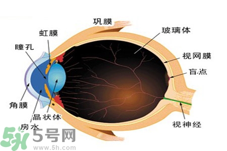 近視眼的護(hù)理措施？近視眼的飲食護(hù)理？