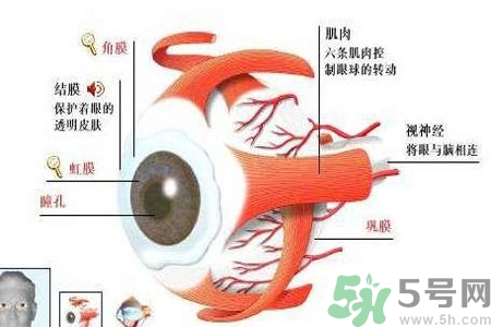 白內(nèi)障的護(hù)理措施是什么？白內(nèi)障的飲食護(hù)理有哪些？