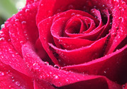 玫瑰花怎么養(yǎng)久一點(diǎn)?玫瑰花的養(yǎng)護(hù)