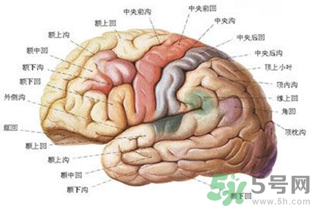 腦出血的治療方法是什么？腦出血可以用哪些藥物治療？