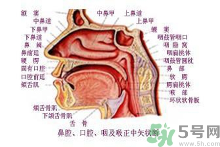 鼻咽癌的日常措施是什么？鼻咽癌注意的飲食有哪些？
