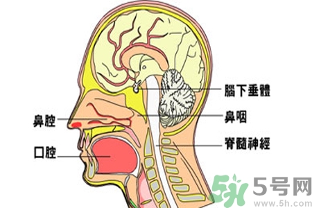 鼻咽癌的治療方法是什么？鼻咽癌可以用什么藥物治療？
