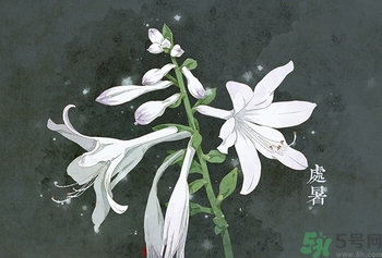 處暑出生的人怎么取名？處暑出生的人的命運(yùn)？