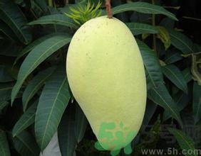 青芒和黃色芒果哪個好？青芒和黃色芒果的區(qū)別