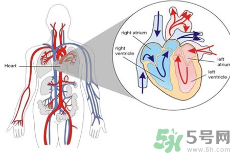 如何預(yù)防心臟?。啃呐K病的禁忌癥有哪些？