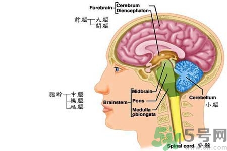帕金森要注意哪些措施？帕金森的飲食需注意什么？