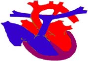 心臟病的癥狀是什么？心臟病的種類有哪些？