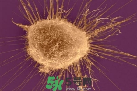 不宜過(guò)多食用辣椒的人群有哪些？夏天吃辣椒的好處有哪些？
