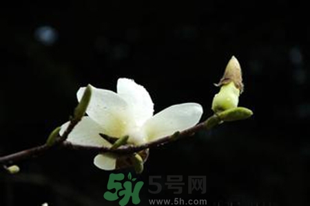 優(yōu)曇花是什么花？?jī)?yōu)曇花現(xiàn)實(shí)中有嗎？