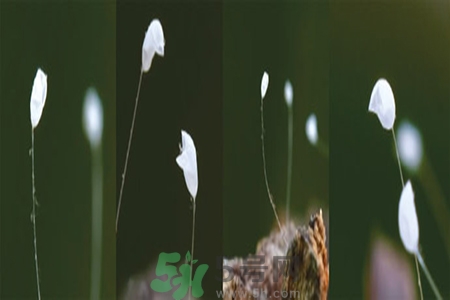優(yōu)曇花是什么花？?jī)?yōu)曇花現(xiàn)實(shí)中有嗎？