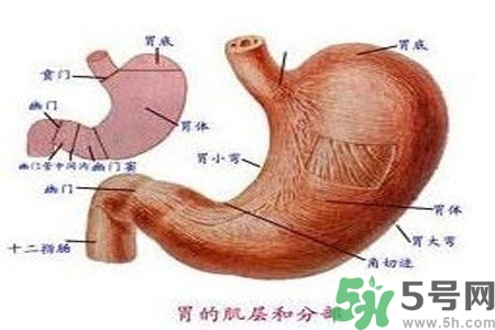 哪些食物幫你在酒后保養(yǎng)胃部？養(yǎng)胃護(hù)胃的誤區(qū)是什么？