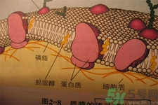 高膽固醇會(huì)影響胖瘦嗎？高膽固醇和胖瘦有關(guān)系嗎？