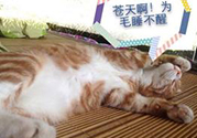 秋乏是什么原因？秋乏怎么辦？