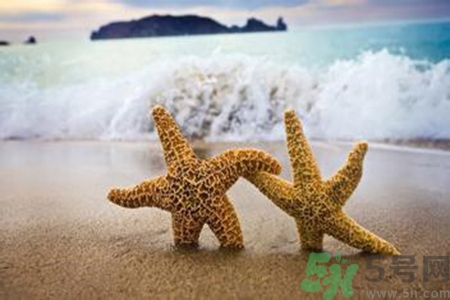 海星可以離開水嗎？海星離開水還可以活多久？