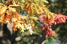 如何應(yīng)對(duì)秋老虎？秋老虎如何養(yǎng)生？