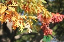 秋老虎如何謹(jǐn)防皮膚病？秋老虎如何預(yù)防皮膚病？