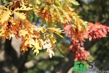 秋天換季病有哪些？秋天該如何保健養(yǎng)生呢？