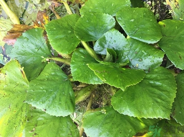 菱角和豬肉能一起吃嗎？菱角和什么不能一起吃？