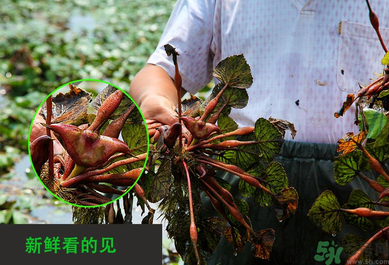 菱角是發(fā)物嗎？菱角是寒性的嗎？