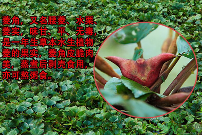 菱角是發(fā)物嗎？菱角是寒性的嗎？