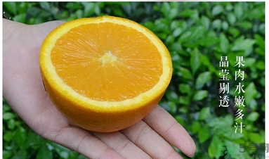 新奇士橙什么人不能吃？新奇士橙的禁忌