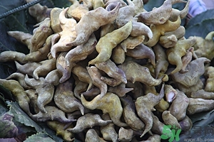 菱角是什么？菱角是什么季節(jié)成熟的？