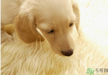 孕婦可以和狗狗在一起嗎？孕婦和狗狗接觸好不好？