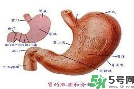 急性腸胃炎哪些食物不可以吃？急性腸胃炎不能吃的水果有？