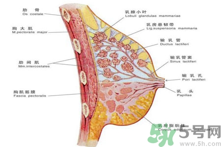 乳頭為什么會癢？乳頭癢怎么辦？