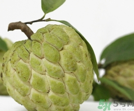 釋迦果怎么吃？釋迦的營(yíng)養(yǎng)價(jià)值功效作用