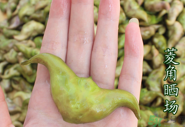 菱角懷孕可以吃嗎？孕婦能吃菱角嗎？