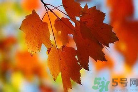 秋燥是什么？秋燥怎么辦？