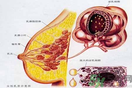 乳腺增生可以懷孕嗎？如何預(yù)防乳腺增生？