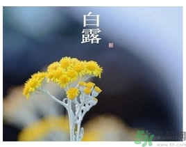 白露是什么意思？白露是幾月幾日