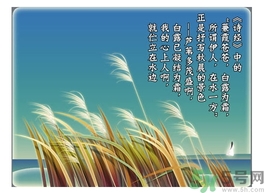 白露茶是什么茶？白露為什么要喝白露茶？