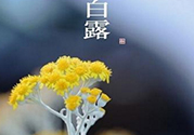 白露茶是什么茶？白露為什么要喝白露茶？