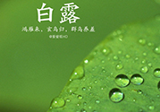 白露喝什么茶？白露養(yǎng)生茶飲推薦
