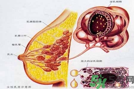 乳房上有硬塊怎么辦？乳房有硬塊的病因是什么？