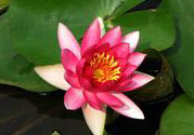 處暑如何養(yǎng)生？處暑養(yǎng)生要注意什么？