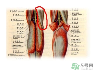 韌帶斷裂吃什么好得快？前十字韌帶斷裂吃什么補品？